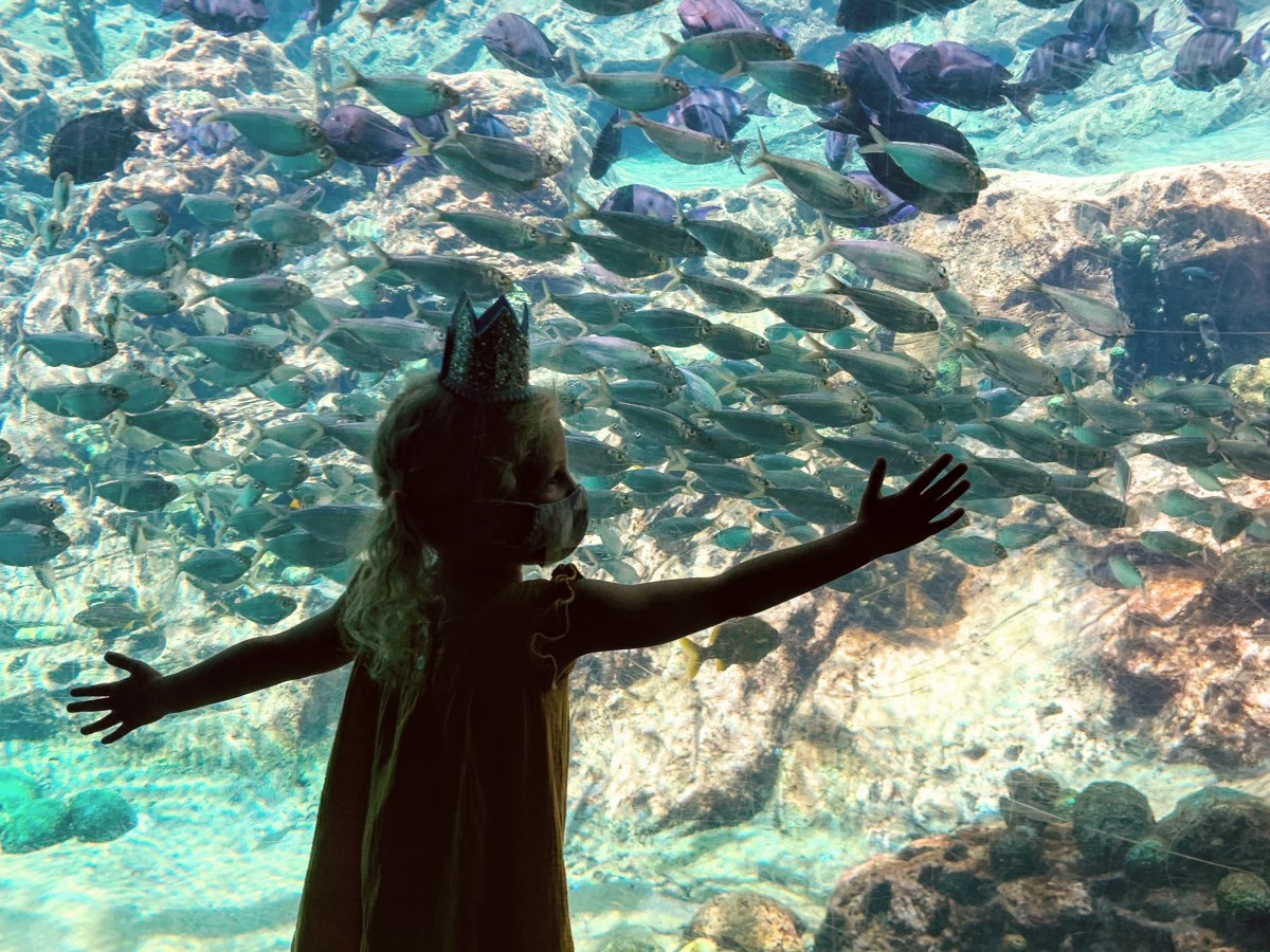 Dolphins and Orcas and Princesses, oh&nbsp;my!